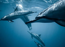 大汗淋漓！骑士队莫布里在田径场训练 主要有阻力跑&amp;amp;带球跑等内容